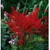 Астильба Astilbe Radius