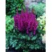 Астильба Astilbe Vision In Red