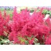 Астильба Astilbe Montgomery Астильба Astilbe Montgomery
