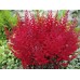 Астильба Astilbe Radius