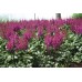 Астильба Astilbe Vision In Red