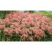 Астильба Astilbe Straussenfeder