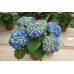 Гортензия Hydrangea BELA