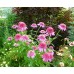 Эхинацея Echinacea Razzmatazz