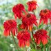 Эхинацея Echinacea Hot Papaya