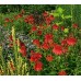 Эхинацея Echinacea Hot Papaya