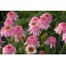 Эхинацея Echinacea Secret Romance