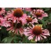Эхинацея Echinacea Quills and Thrills