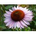 Эхинацея Echinacea Hope