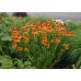 Эхинацея Echinacea Marmelade