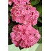 TIVOLI ROSA
