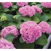 Гортензия Hydrangea Double Pink