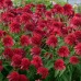 Эхинацея Cranberry Double Scoop