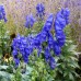Аконит Aconitum fischeri