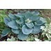 Хоста Hosta Abiqua Drinking Gourd