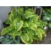 Хоста Hosta Atlantis