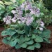 Хоста Hosta Blue Mouse Ears