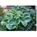 Хоста Hosta Frances Williams
