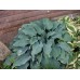 Хоста Hosta Flemish Sky