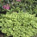 Хоста Hosta Golden Tiara