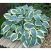 Хоста Hosta First Frost
