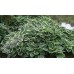 Хоста Hosta Francee