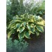 Хоста Hosta Atlantis