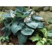 Хоста Hosta Big Daddy