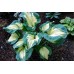 Хоста Hosta Golden Meadows