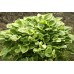 Хоста Hosta Golden Tiara