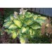 Хоста Hosta Great Expectations