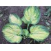 Хоста Hosta Dick Ward