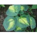 Хоста Hosta Dream Queen