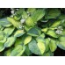 Хоста Hosta Bright Lights