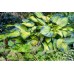 Хоста Hosta Bright Lights