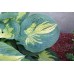 Хоста Hosta Dream Weaver