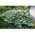Хоста Hosta Sogae