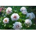 Paeonia Itoh Cora louise