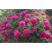 Пион Paeonia Kansas