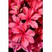 Флокс Phlox Cleopatra