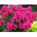 Флокс Phlox Мария Федоровна