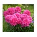 Пион Paeonia Kansas
