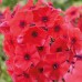 Флокс Phlox Tequila Sunrise