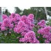 Флокс Phlox Miss Ellie
