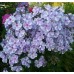 Флокс Phlox Гжель