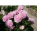 Пион Paeonia Sarah Bernhardt