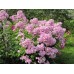 Флокс Phlox Мишенька