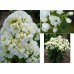 Флокс Phlox Tiara