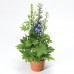 Дельфиниум Delphinium Delphina Light Blue White Bee