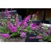 Буддлея Buddleja Free Petite Tutti Frutti